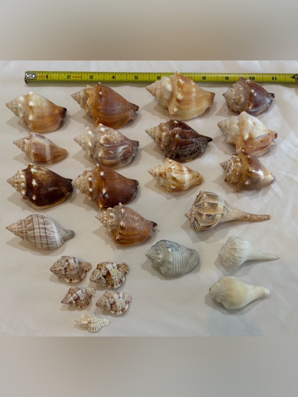 Mixed Natural Sea Shell Collection in Brown & Cream – Decorative Home Accents